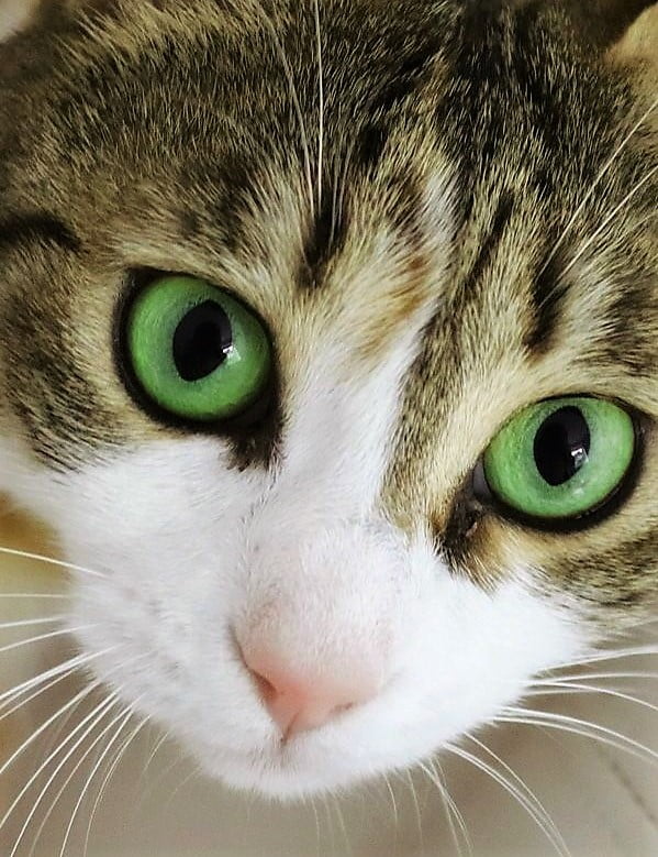 Real cat eye is more rounded but this cat does look like they are wearing eyeliner!