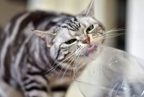 Cat licks a cornstarch bag