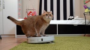Cat rides on a vacuum cleaner