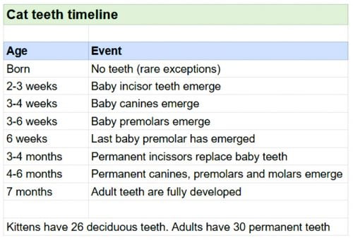 Cat teeth timeline