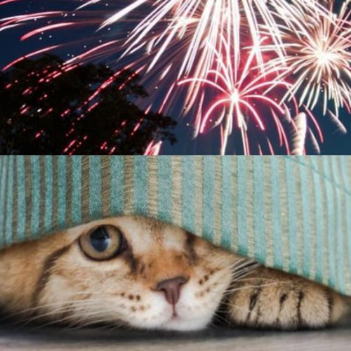 Cats scared by fireworks