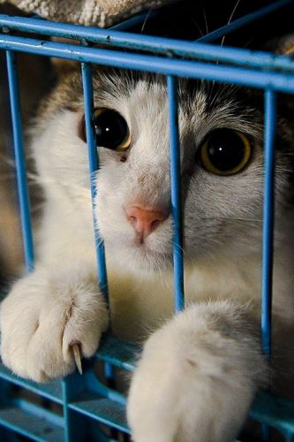 China is killing pets unnecessarily when they contract Covid
