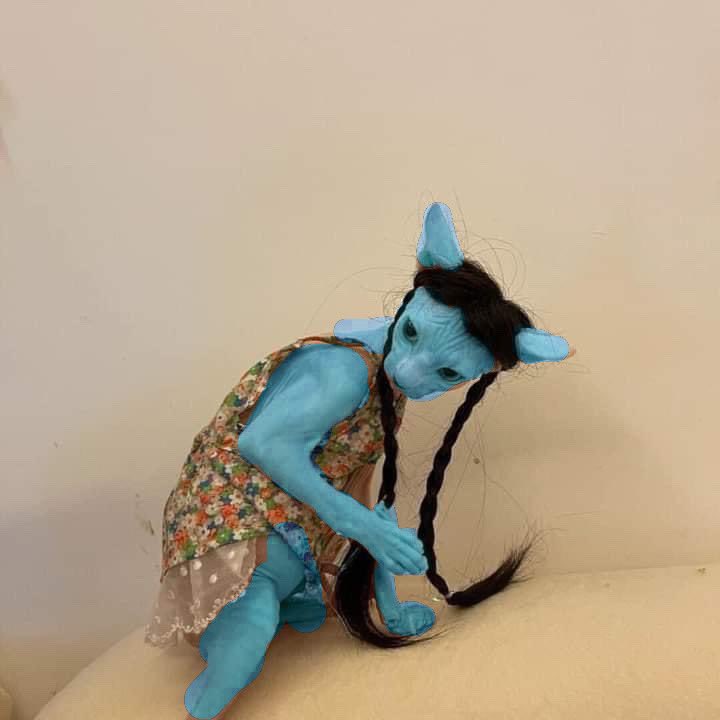 Spooky Sphynx in woman's clothes and wig made to look like the Navi from planet Pandora in the film Avatar