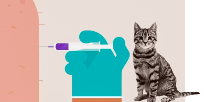 Get vaccinated to protect your pet