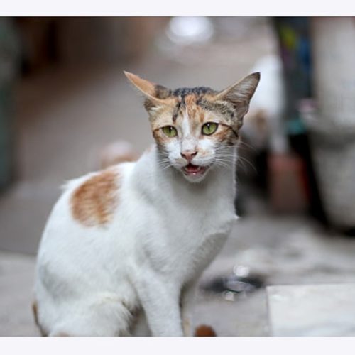 India has a large number of stray cats