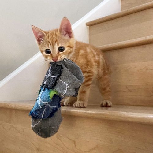 Kitten kills a tired beat-up sock and brings it into the den