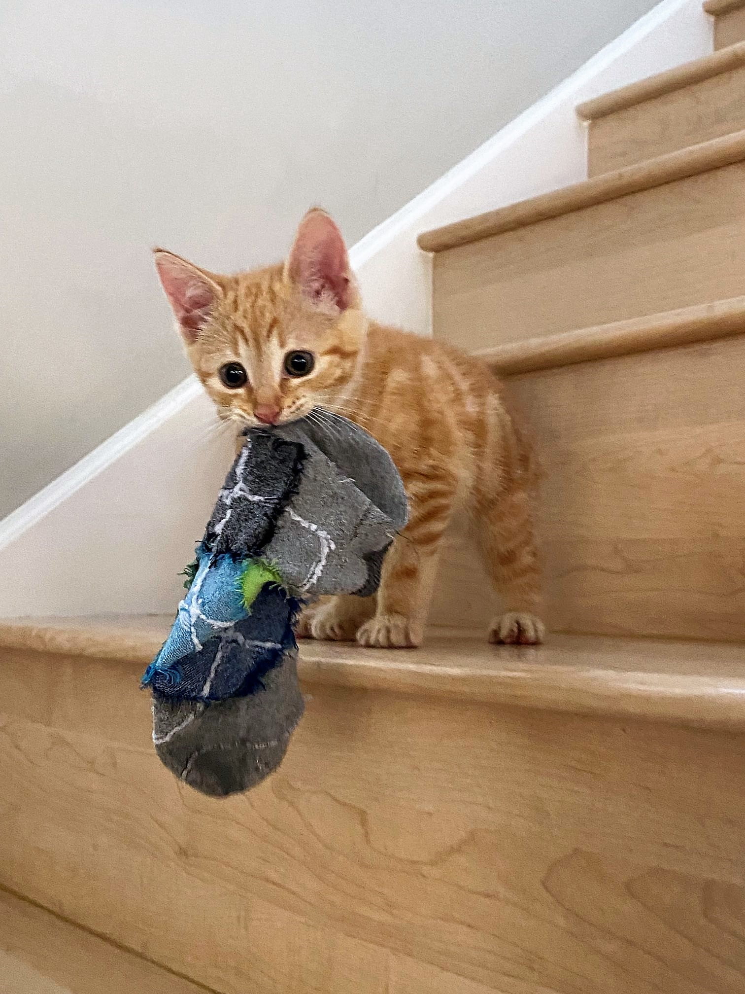 Kitten kills a tired beat-up sock and brings it into the den