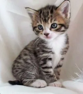 Super-looking Kitten