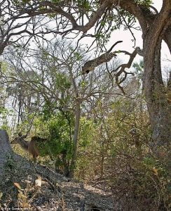 Female leopard jumps from a tree onto a kudu cow and kills it