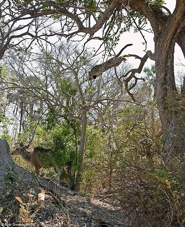 Female leopard jumps from a tree onto a kudu cow and kills it