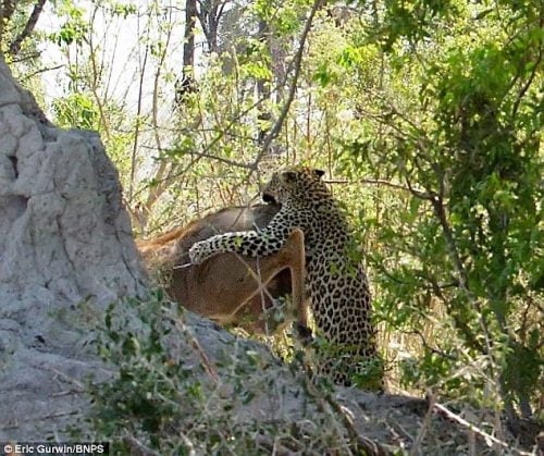Female leopard jumps from a tree onto a kudu cow and kills it