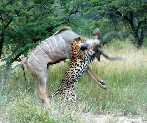 Leopard attacks and kills a kudu with a throat bite