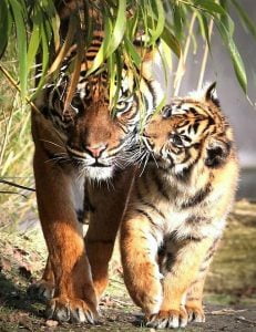 Mother and tiger cub