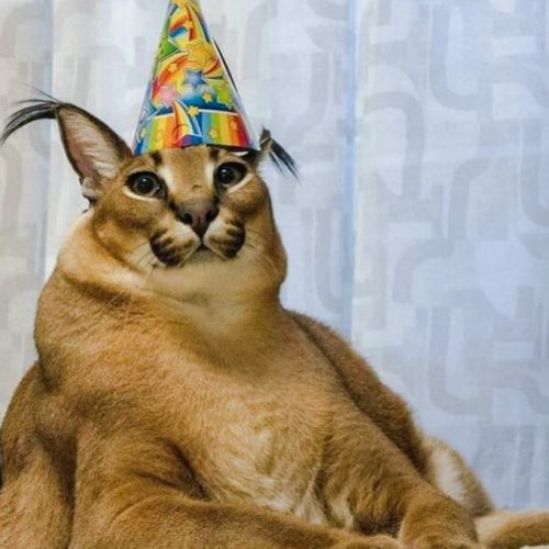 Overfed, captive and inactive pet caracal is made to look like a dunce