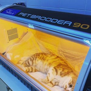 Pet Brooder 90 with ginger tabby cat post-op inside