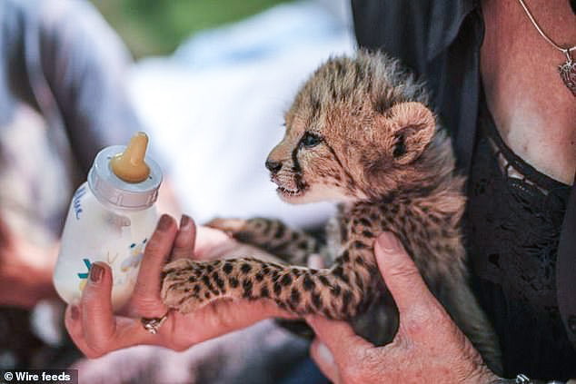 Sad picture of cheetah cub saved from being trafficked to the Middle East to be a pet to the rich