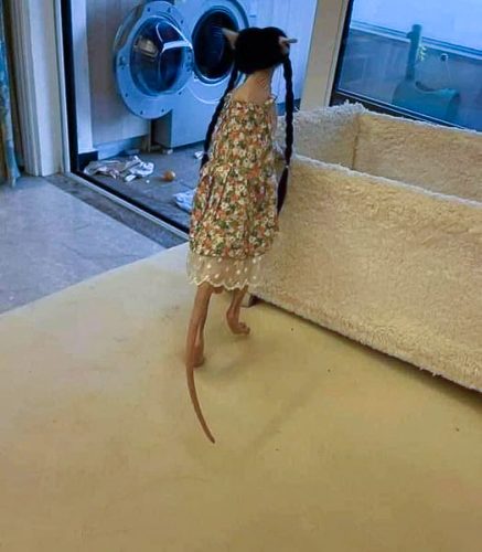 Spooky Sphynx in woman's clothes and wig