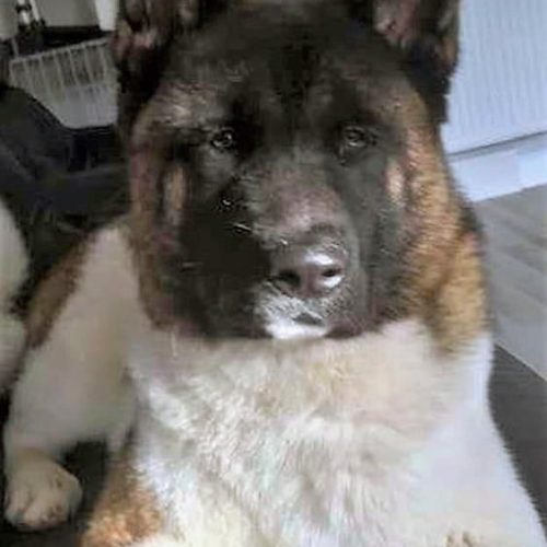 Ted the Akita who killed two men with a bite to both