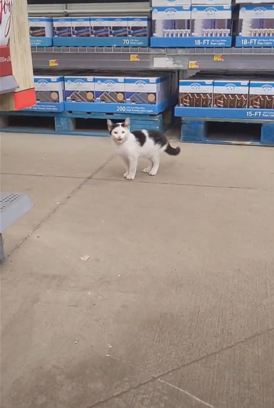 Walmart stray is adopted