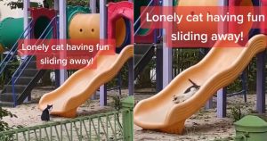 Cat has fun sliding down a slide in a child's playground