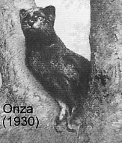 1930s Onza supposedly
