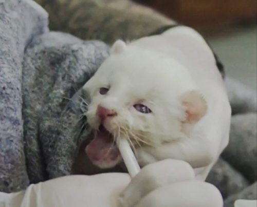 Albino puma cub from Columbia