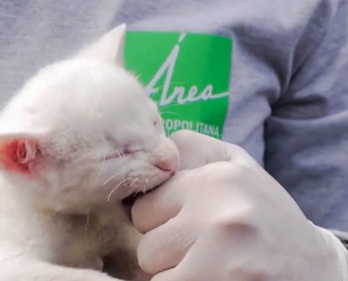 Albino puma cub from Columbia