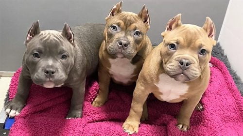 American bully dogs with cropped ears