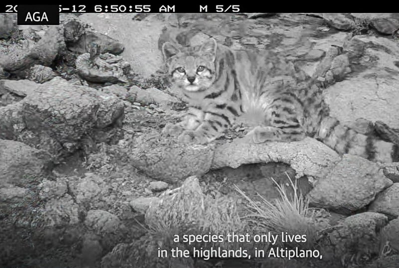 Andean mountain cat