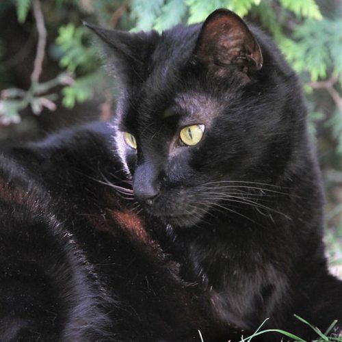 Black cat photographed by Michael Broad