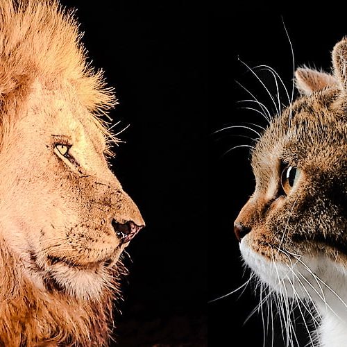Both lion and domestic cat are not solitary