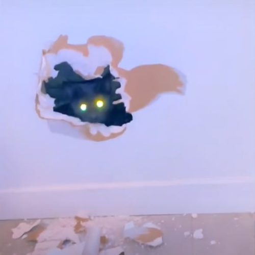 Cat stuck behind dry wall emerges with eyes blazing through hole hacked open by owner