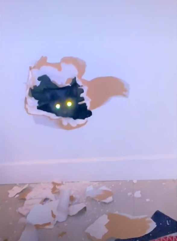 Cat stuck behind dry wall emerges with eyes blazing through hole hacked open by owner