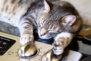 Cats can't turn on dial buttons