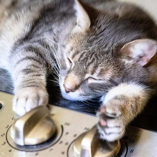 Cats can't turn on dial buttons