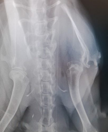 Deformed legs and broken joint of a young serval due to poor diet and caregiving