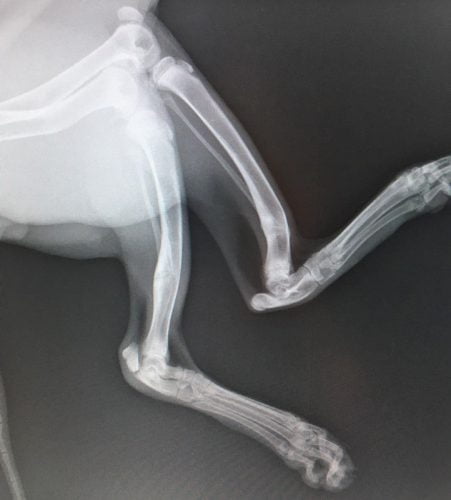 Deformed legs of a young serval due to poor diet and caregiving. This cat was maltreated in France and rescued and is being rehabilitated by The Wildheart Trust on the Isle of Wight, UK.