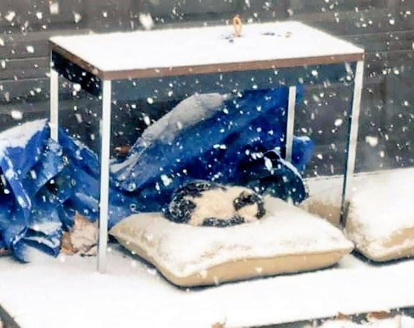 Feral cat sleeping in snow under a table which barely protects him