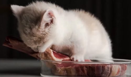 Kitten eating large steak