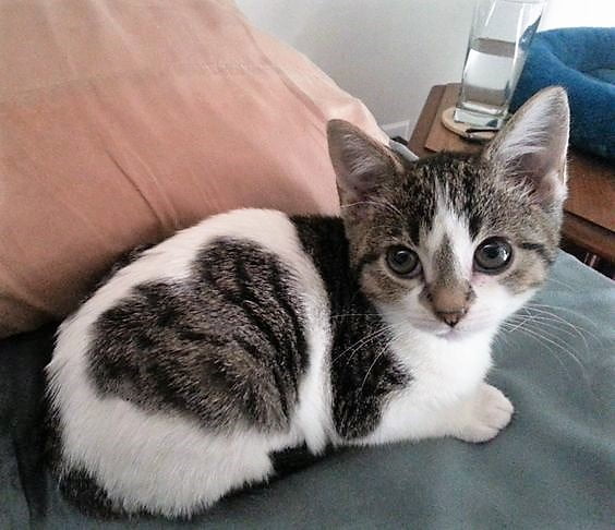 Kitten with heart pattern on fur