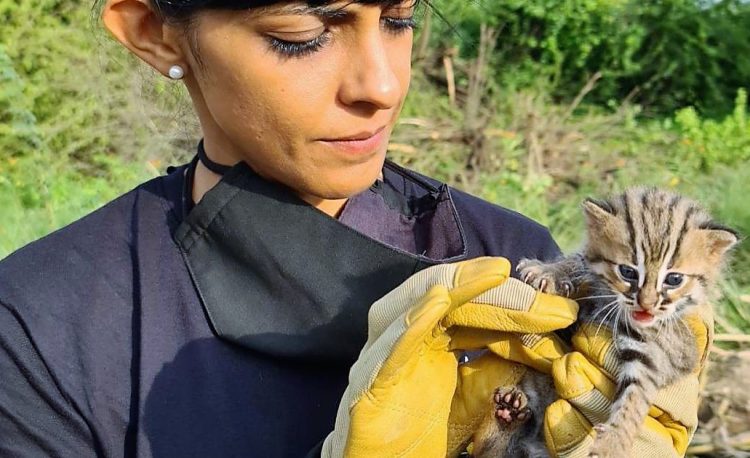Rusty-spotted cat held by woman who released him into the wild: Neha Panchamia