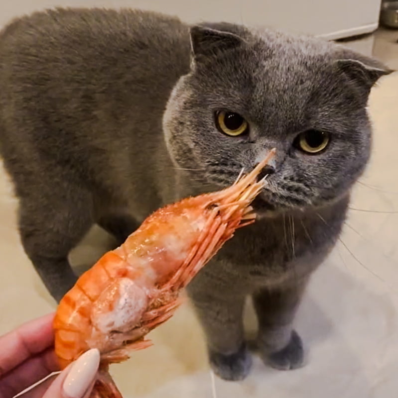 Scottish Fold gags at a raw shrimp stuffed in his face