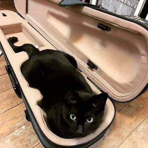 Violin Cat