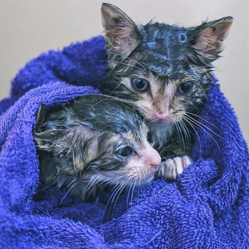 Why is it bad to wash cats? It is not always a bad thing.