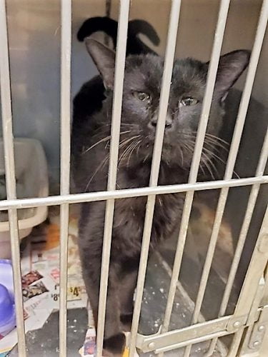 This is how not to photograph a black cat at a shelter