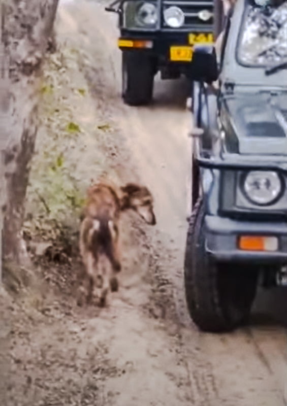 This dog is about to be killed by a tiger called Sultana in a tiger reserve in India in front of tourists.