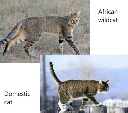 Domestic cats have smaller brains than their wildcat ancestors
