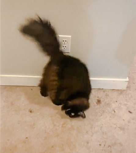 Cat does somersaults to order