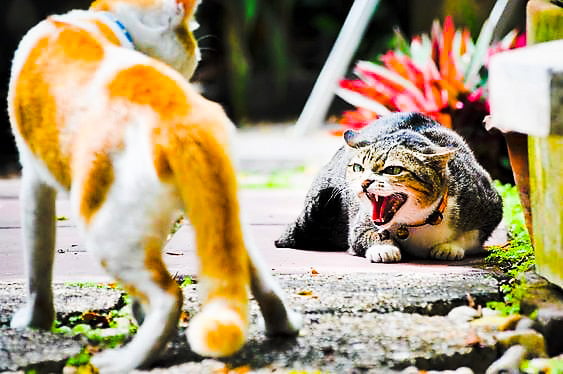Cat hissing at another cat