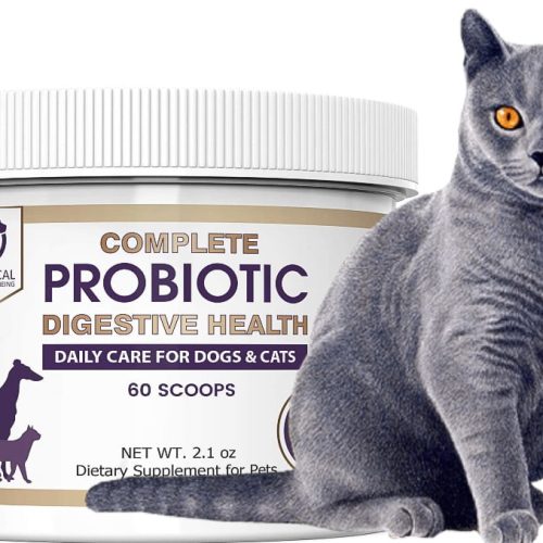 Probiotic powdered supplement may improve your cat's health by improving their gut bacteria
